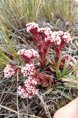 Crassula natalensis