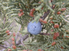 Juniperus excelsa