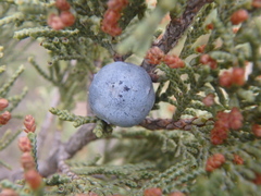 Juniperus excelsa