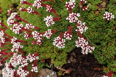 Crassula natalensis
