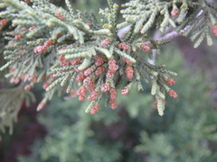 Juniperus excelsa