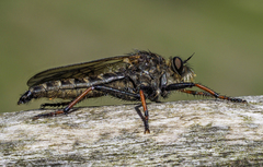 Pamponerus germanicus