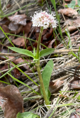 Valeriana acutiloba