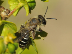 Simandrena