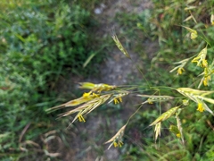 Bromus cappadocicus