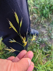 Bromus cappadocicus