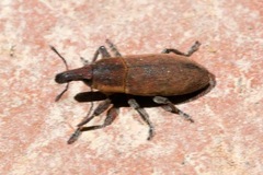 Lixus angustus