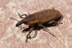 Lixus angustus