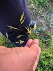 Bromus cappadocicus