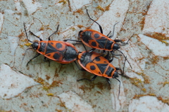 Pyrrhocoris apterus
