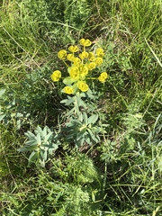 Euphorbia stepposa