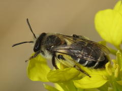 Simandrena