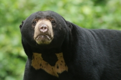 Helarctos malayanus malayanus