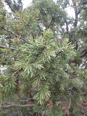 Juniperus deltoides