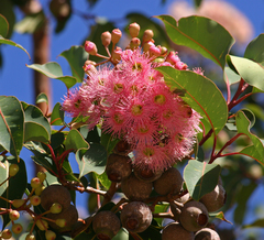Corymbia ficifolia