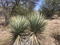 Yucca madrensis