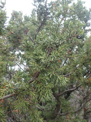 Juniperus deltoides