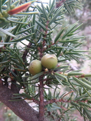 Juniperus deltoides