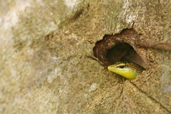 Dasia olivacea