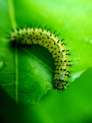 Periclista lineolata