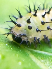 Periclista lineolata