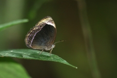 Mycalesis anaxioides
