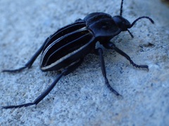 Alphasida holosericea