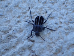 Alphasida holosericea