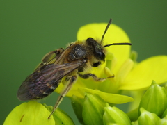 Simandrena