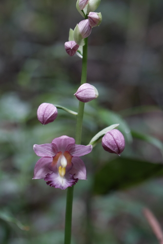 Calanthe humblotii, photograph 3
