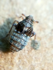 Megamelodes quadrimaculatus