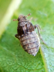 Megamelodes quadrimaculatus