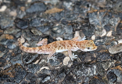 Stenodactylus sthenodactylus