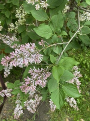 Syringa meyeri