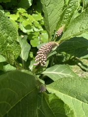 Phytolacca acinosa