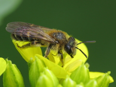 Simandrena
