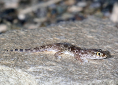 Stenodactylus sthenodactylus