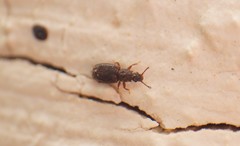 Monotoma spinicollis