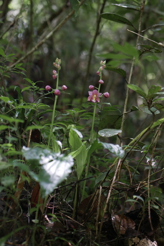 Calanthe humblotii, photograph 4