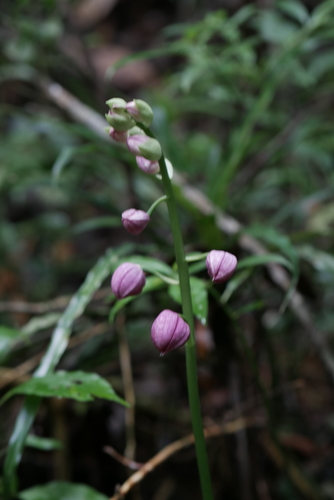 Calanthe humblotii, photograph 5