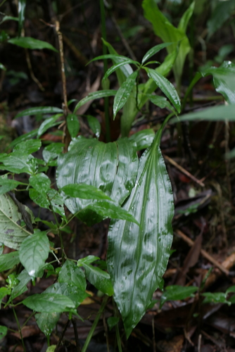 Calanthe humblotii image