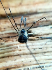 Mitostoma chrysomelas