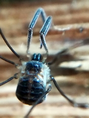 Mitostoma chrysomelas