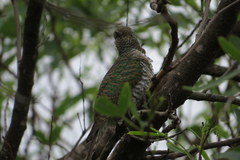 Chrysococcyx cupreus