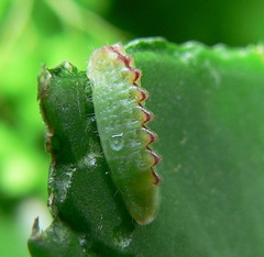 Anthene livida livida