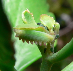 Anthene livida livida