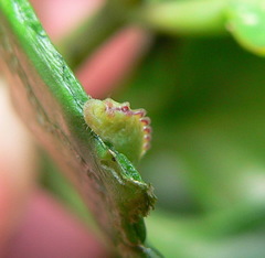 Anthene livida livida