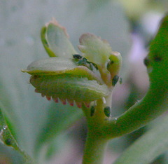 Anthene livida livida