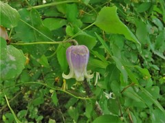 Clematis versicolor