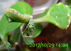 Anthene livida livida